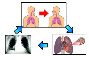 Penyakit Tuberculosis (TBC)